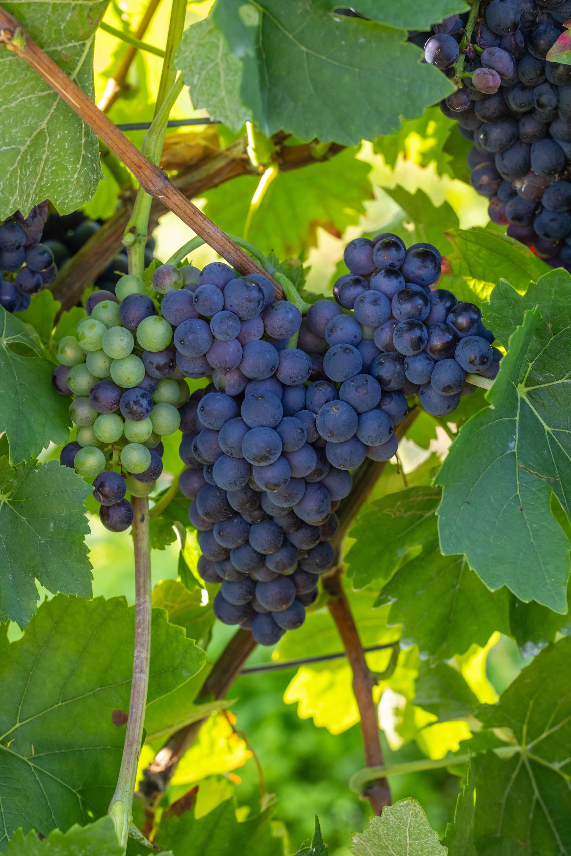Une grappe de raisin suspendue à une vigne avec des feuilles vertes.