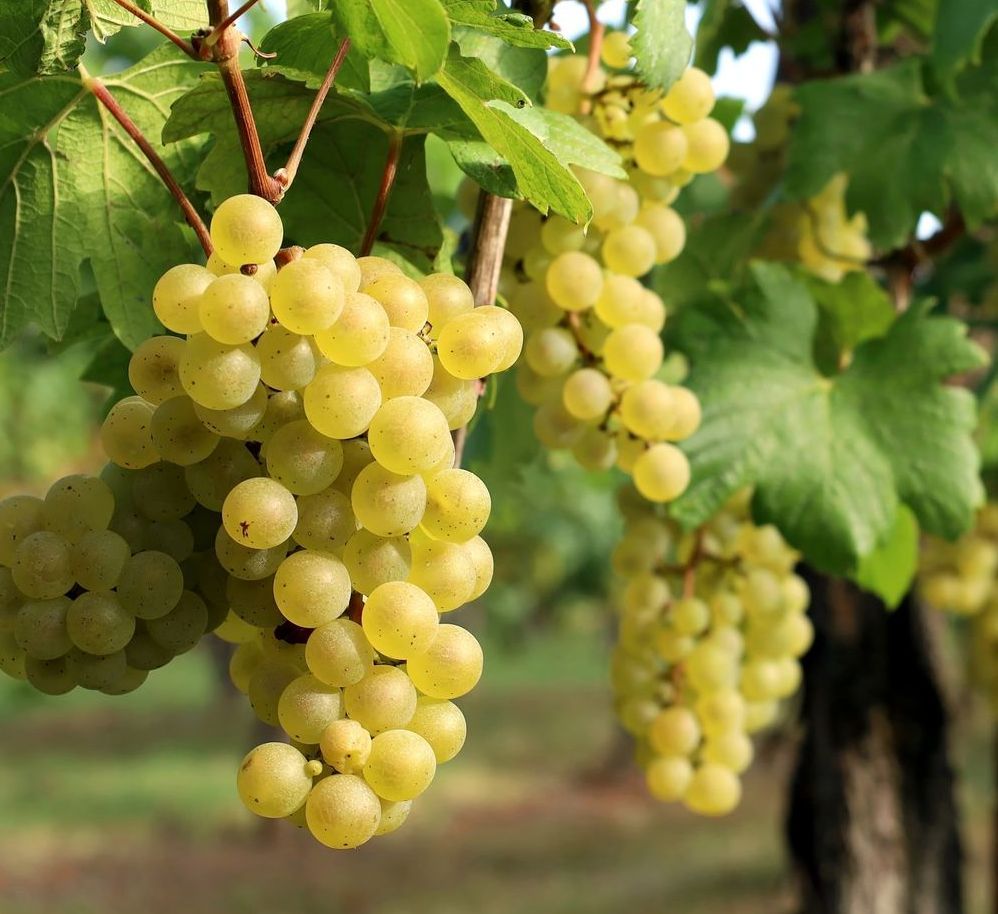 Une grappe de raisin vert suspendue à une vigne