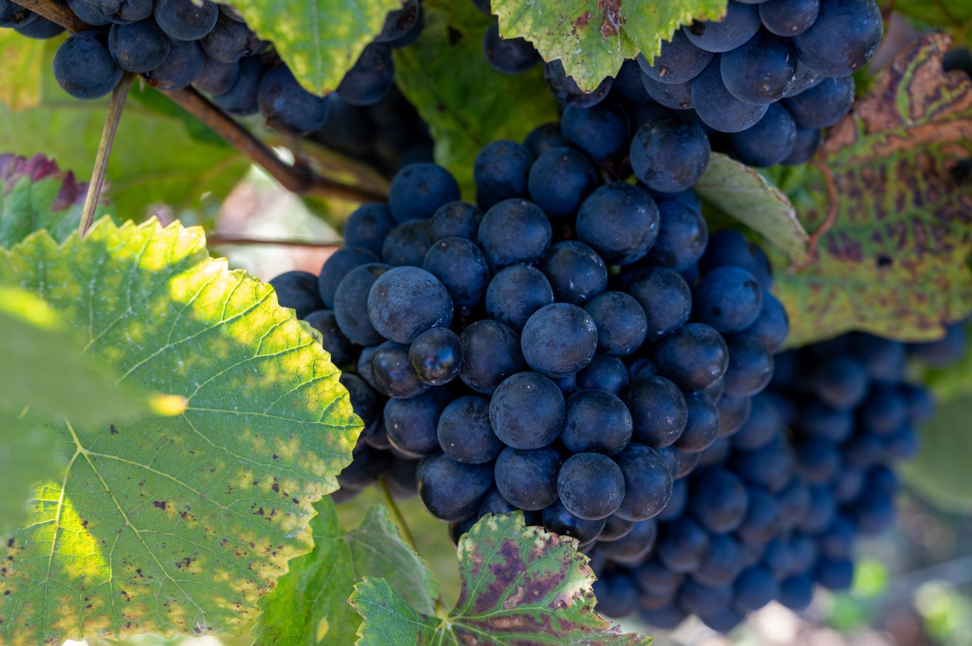 Une grappe de raisin bleu suspendue à une vigne aux feuilles vertes.