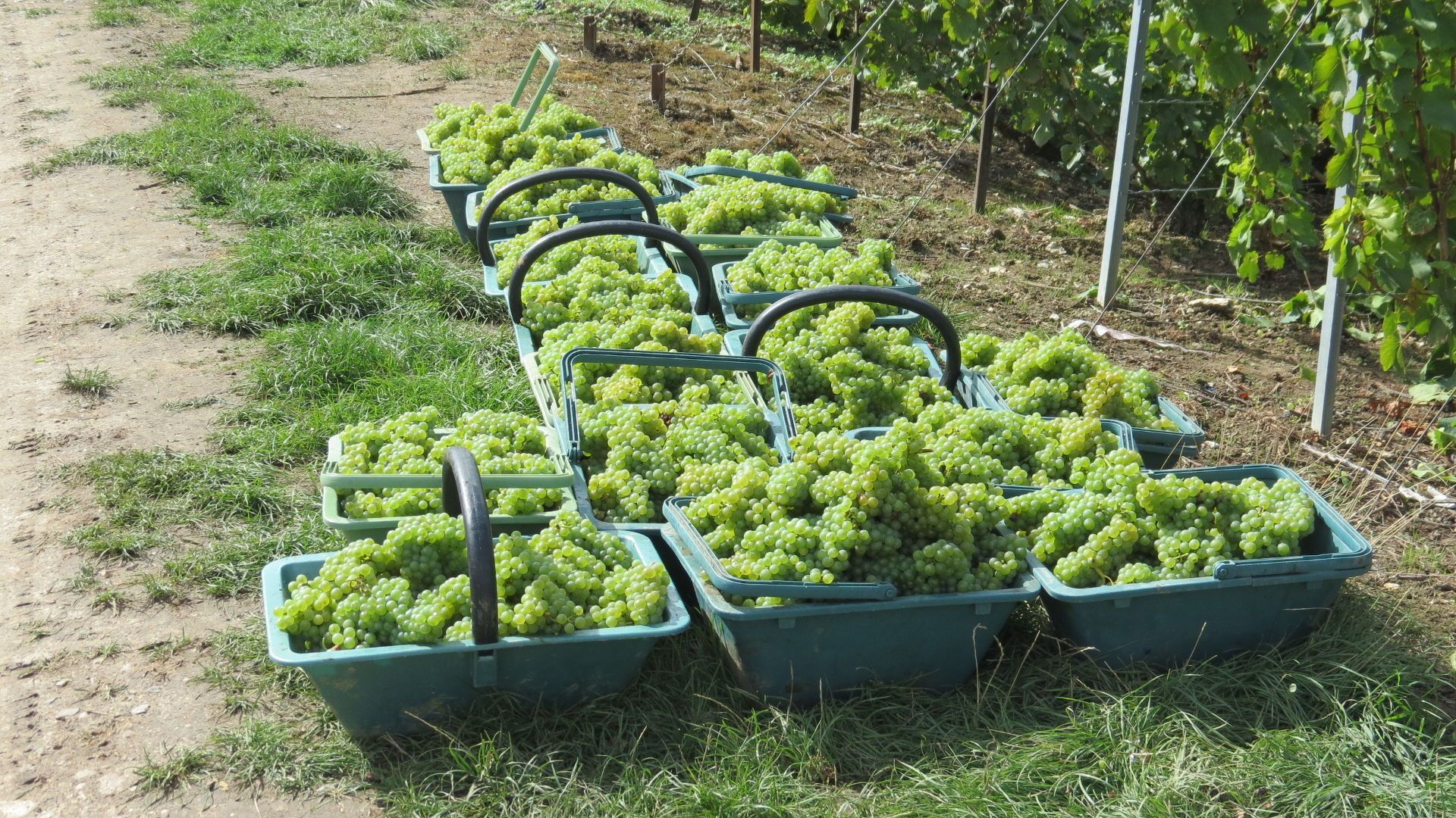 Un tas de paniers remplis de raisins verts dans un champ
