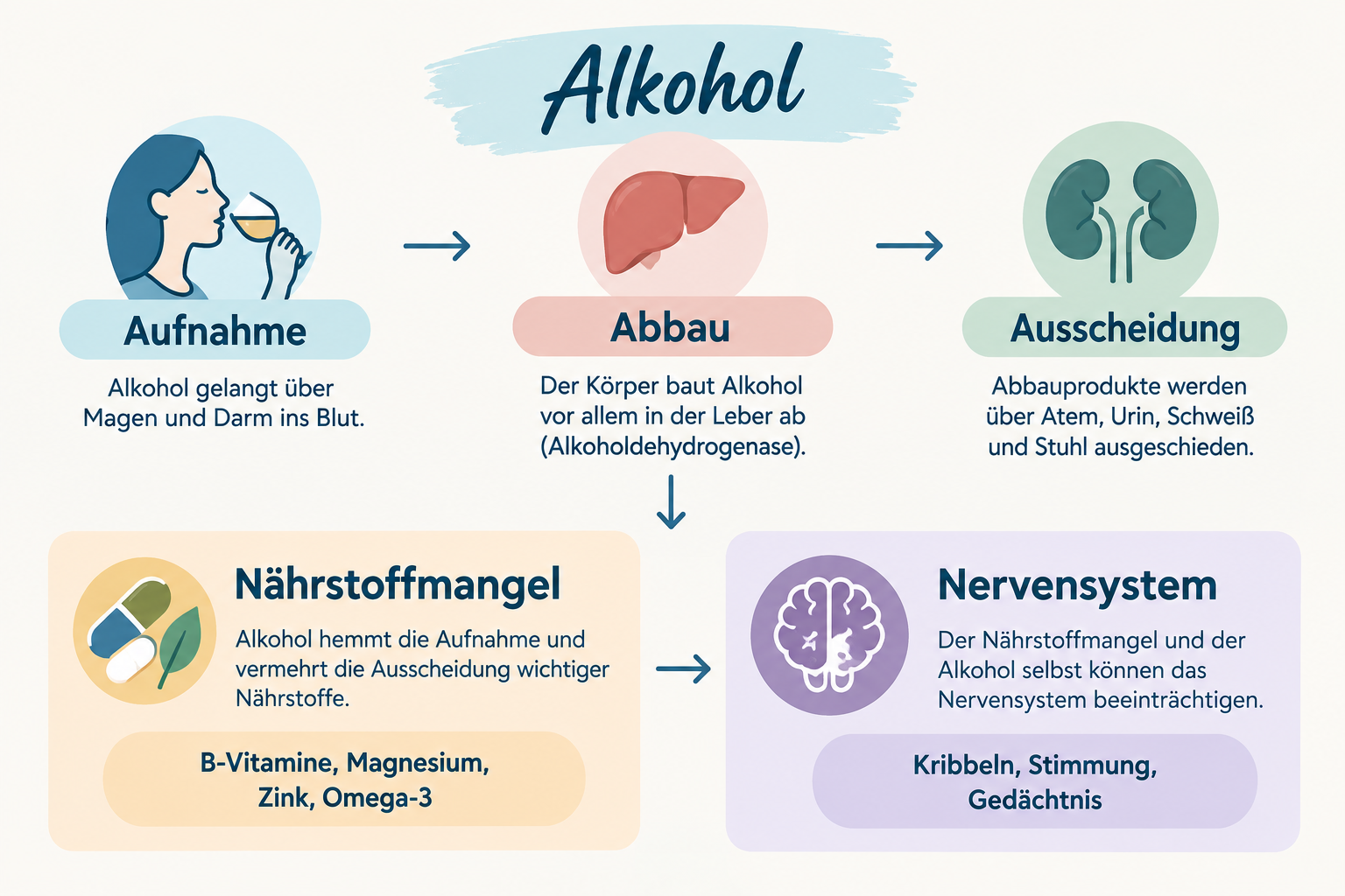 Infografik über die Auswirkungen von Alkohol auf den Körper: Aufnahme, Leber, Ausscheidung, Nährstoffmangel und Nervensystem.