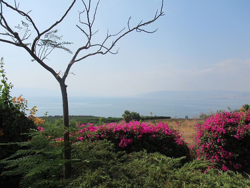 A tree with purple flowers in front of a body of water