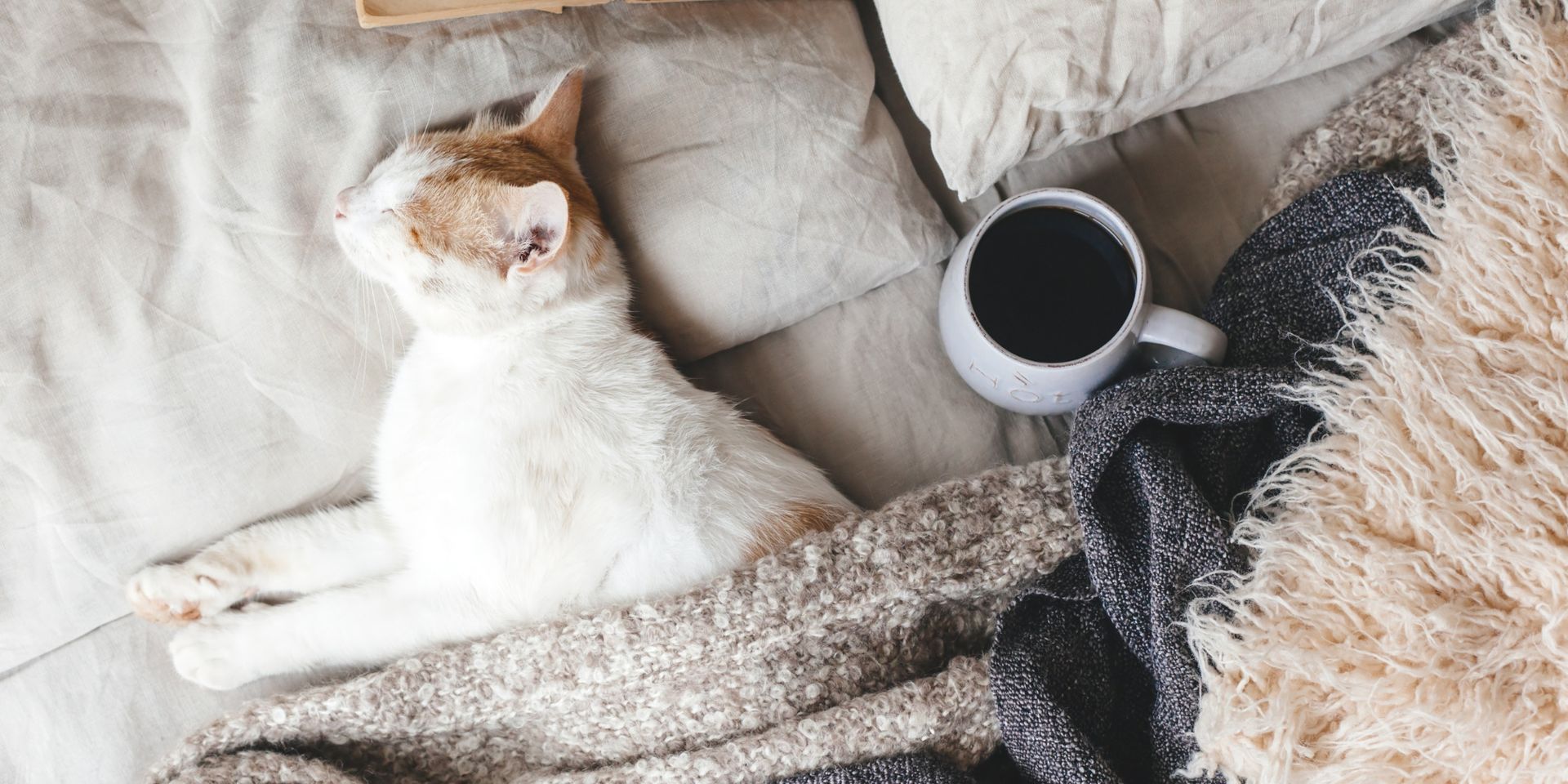 A cozy white and orange cat sleeps on a soft bed with a warm blanket and a mug of coffee nearby, cap