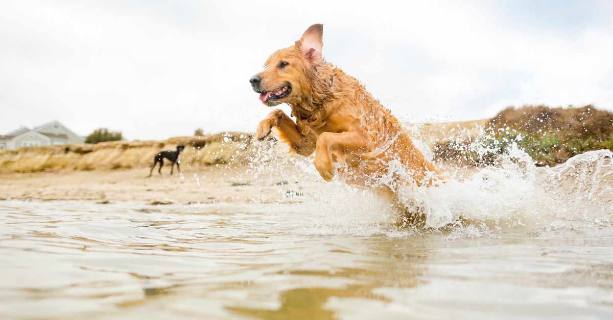 happy dog running on beach, splashing in the waves