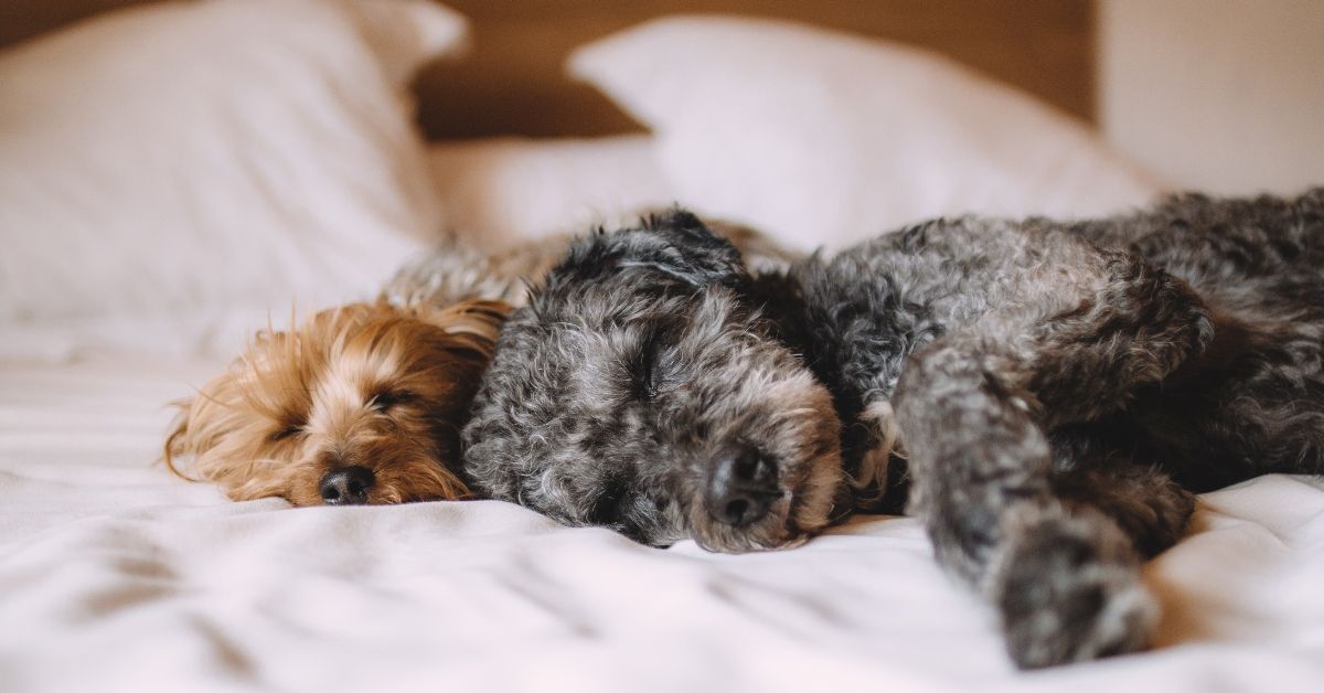 Two adorable dogs snuggled together on a comfortable bed, showcasing the pet-friendly accommodations at Carolina Beach Motel.