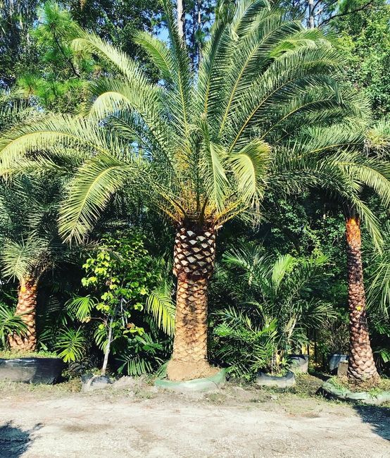 Row of Palm Trees — Jacksonville, FL — Unique Plants and Palms Row of Palm Trees — Jacksonville, FL — Unique Plants and Palms