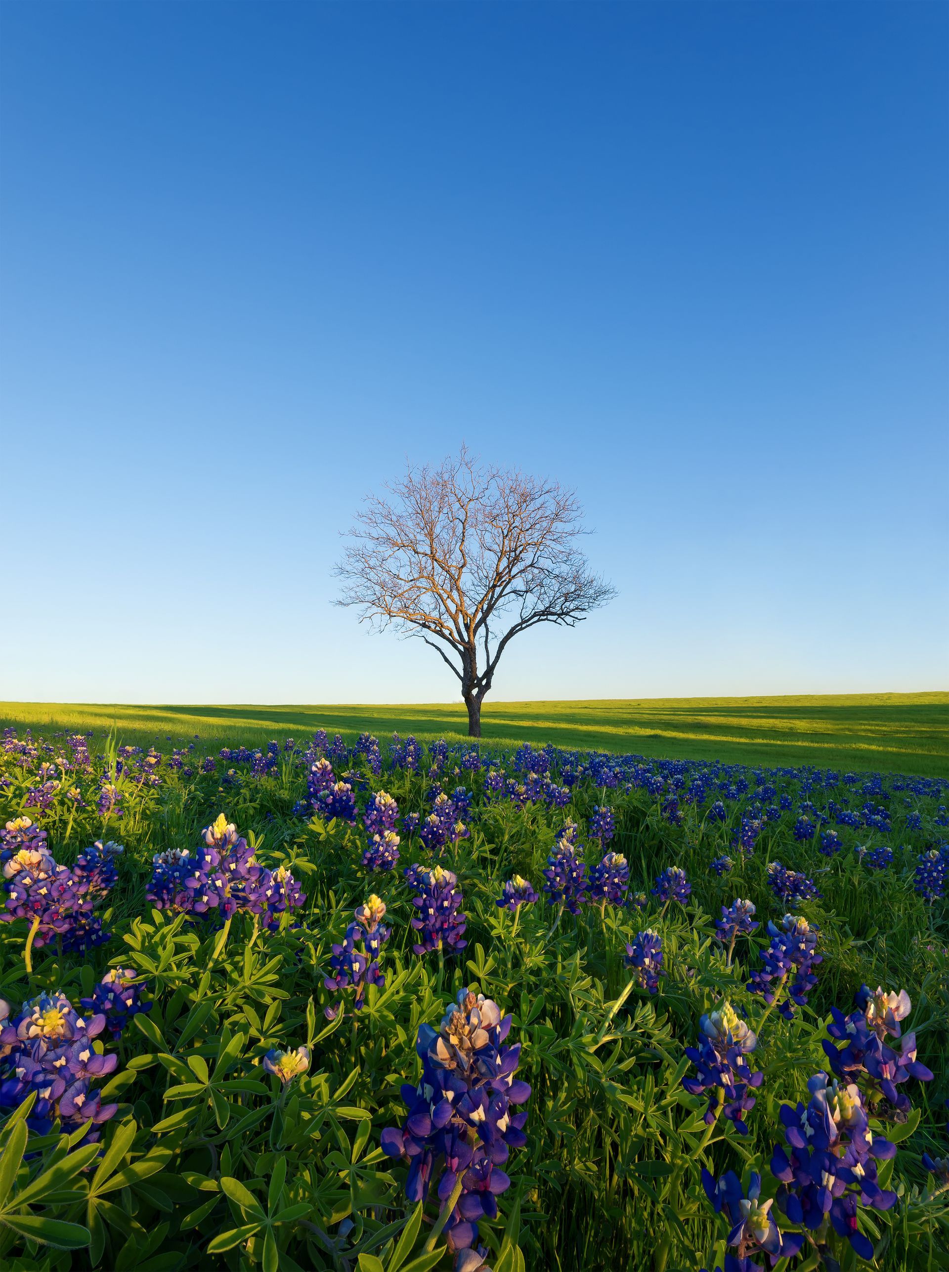 Solitary tree above a purple wildflower meadow under a clear blue sky