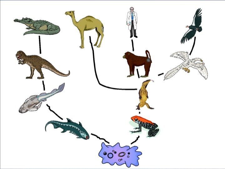 Evolution Tale
