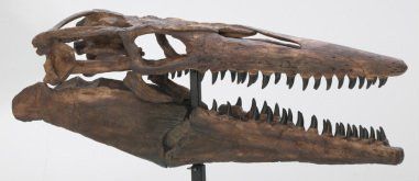 Tylosaur