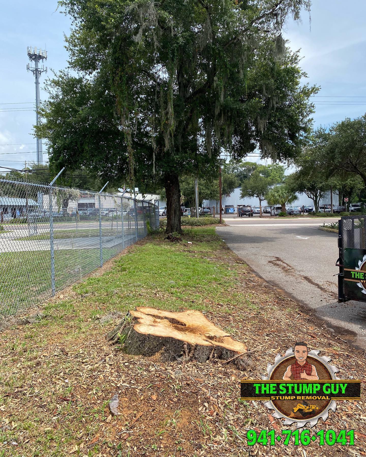 before stump removal | Tampa, FL | The Stump Guy of Tampa