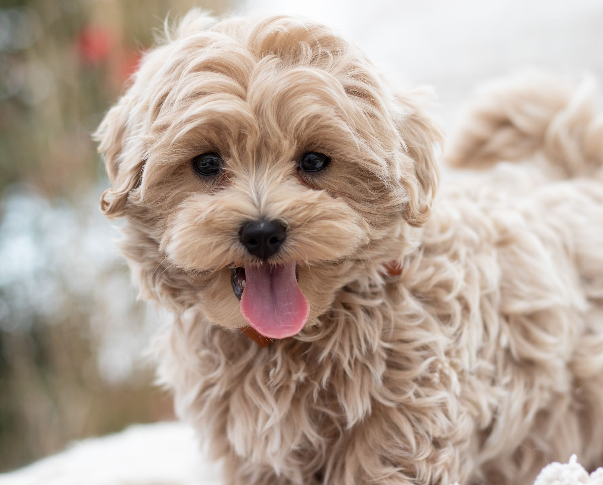 Fluffy tan puppy with tongue out, standing outdoors in snowy ground