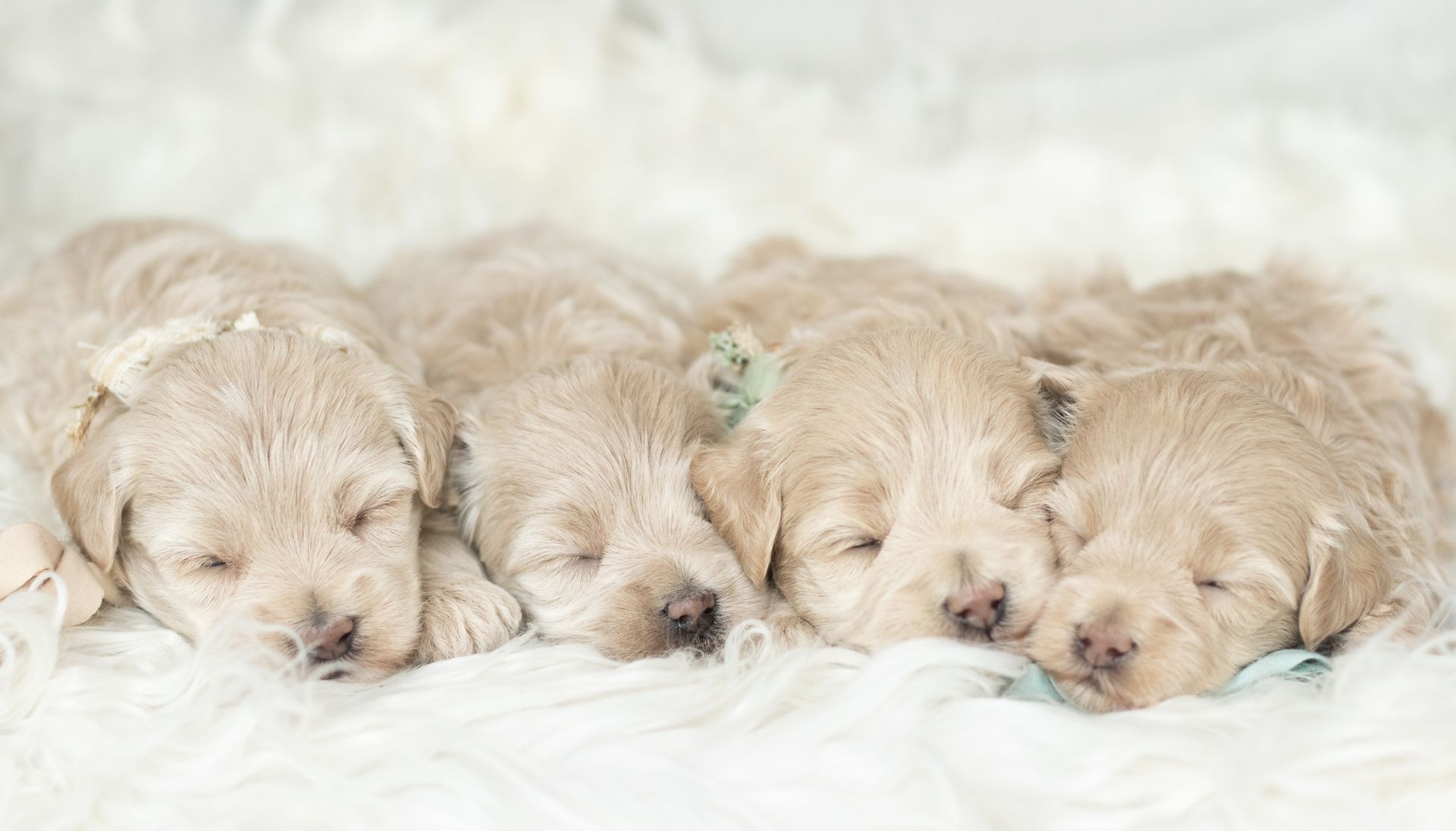 Four light-colored, fluffy puppies sleeping side-by-side on a soft, white textured surface.
