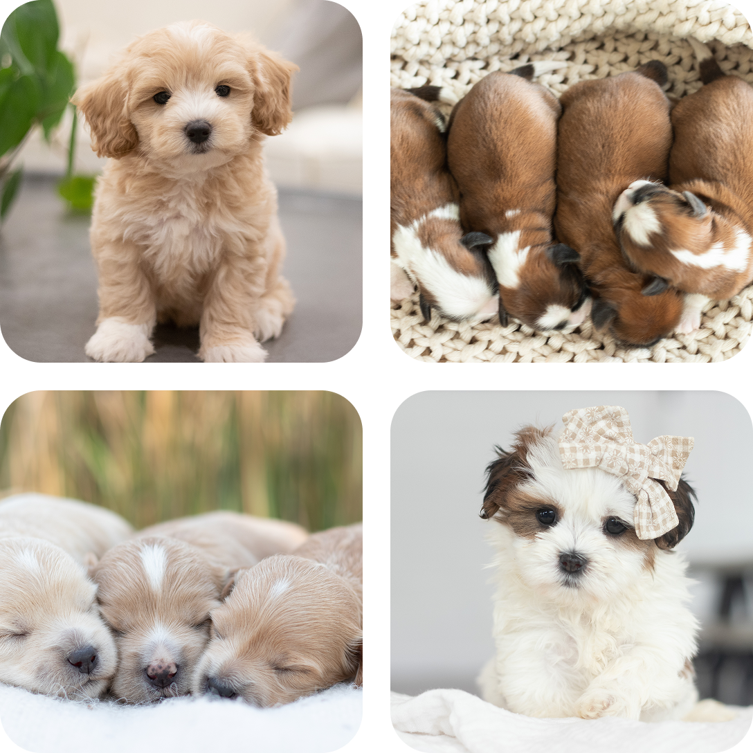 A collage of four photos showing various small puppies in indoor and outdoor settings.