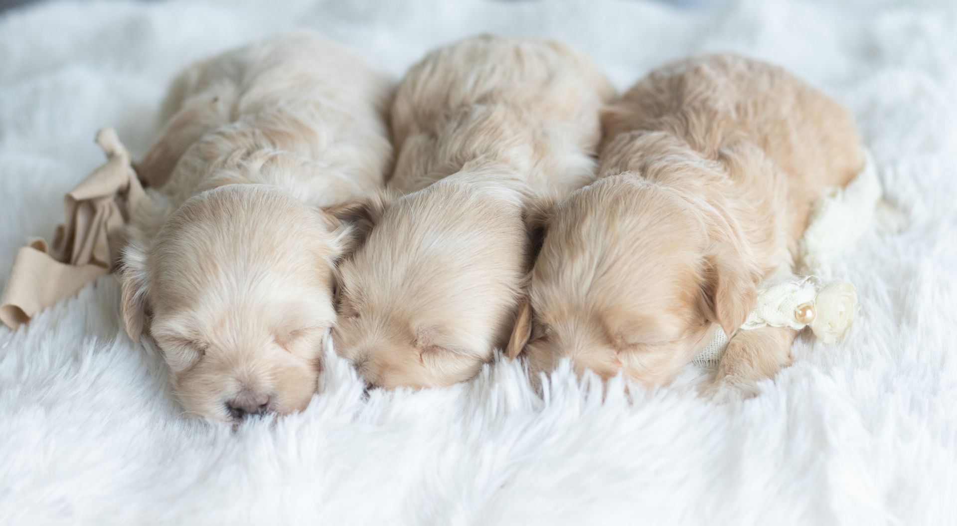 Four light-colored, fluffy puppies sleeping side-by-side on a soft, white textured surface.
