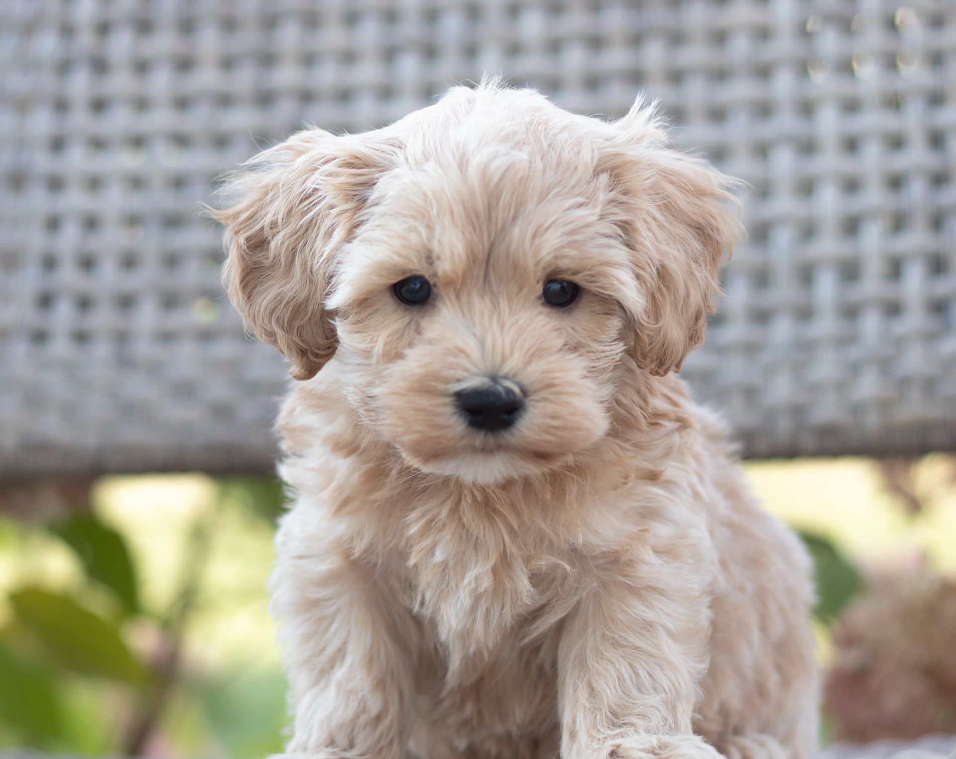 A fluffy, cream-colored puppy with floppy ears sits facing forward in an outdoor setting.