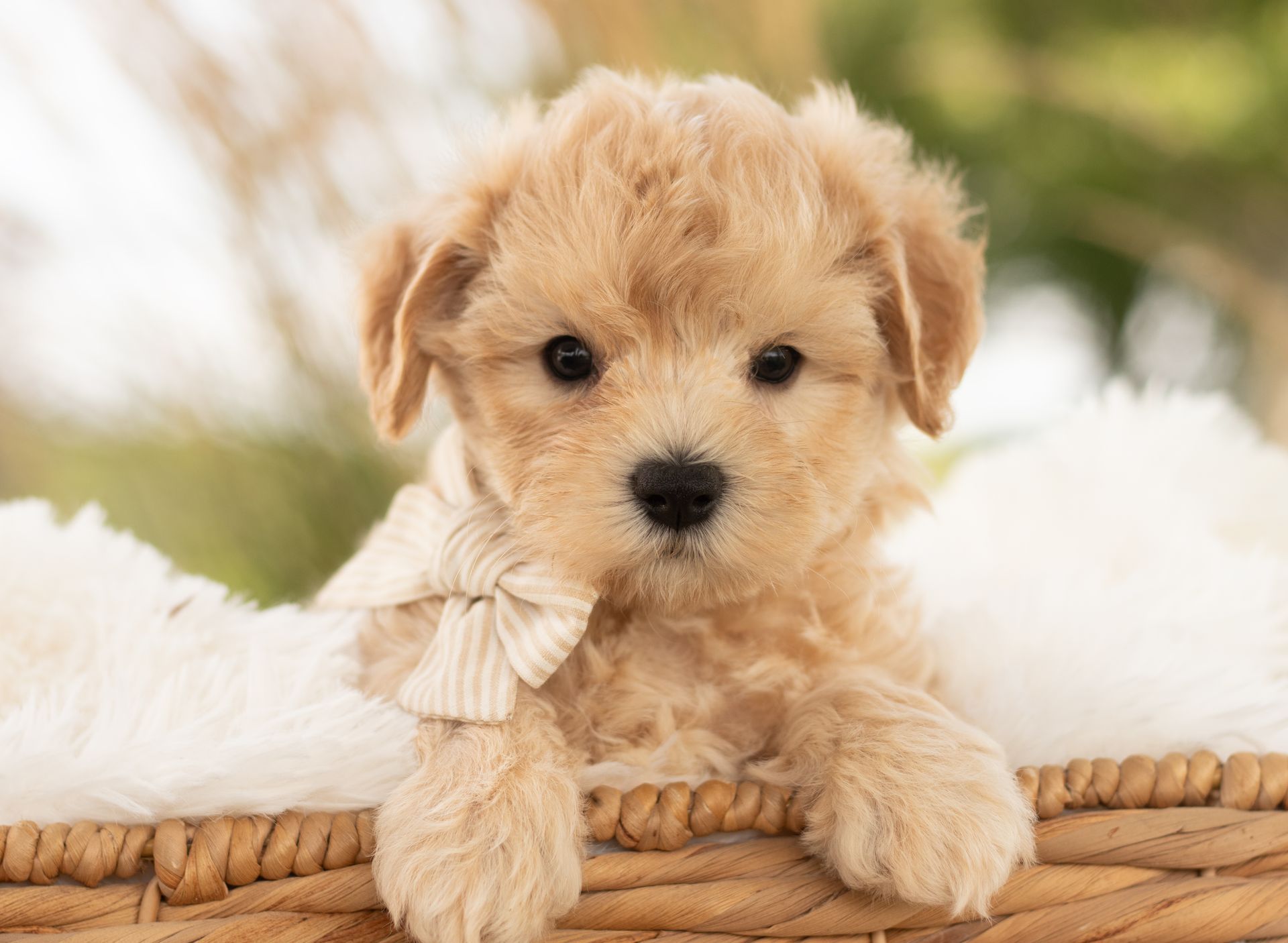 Six fluffy golden retriever puppies nestled in a pile of white fur, facing the camera.