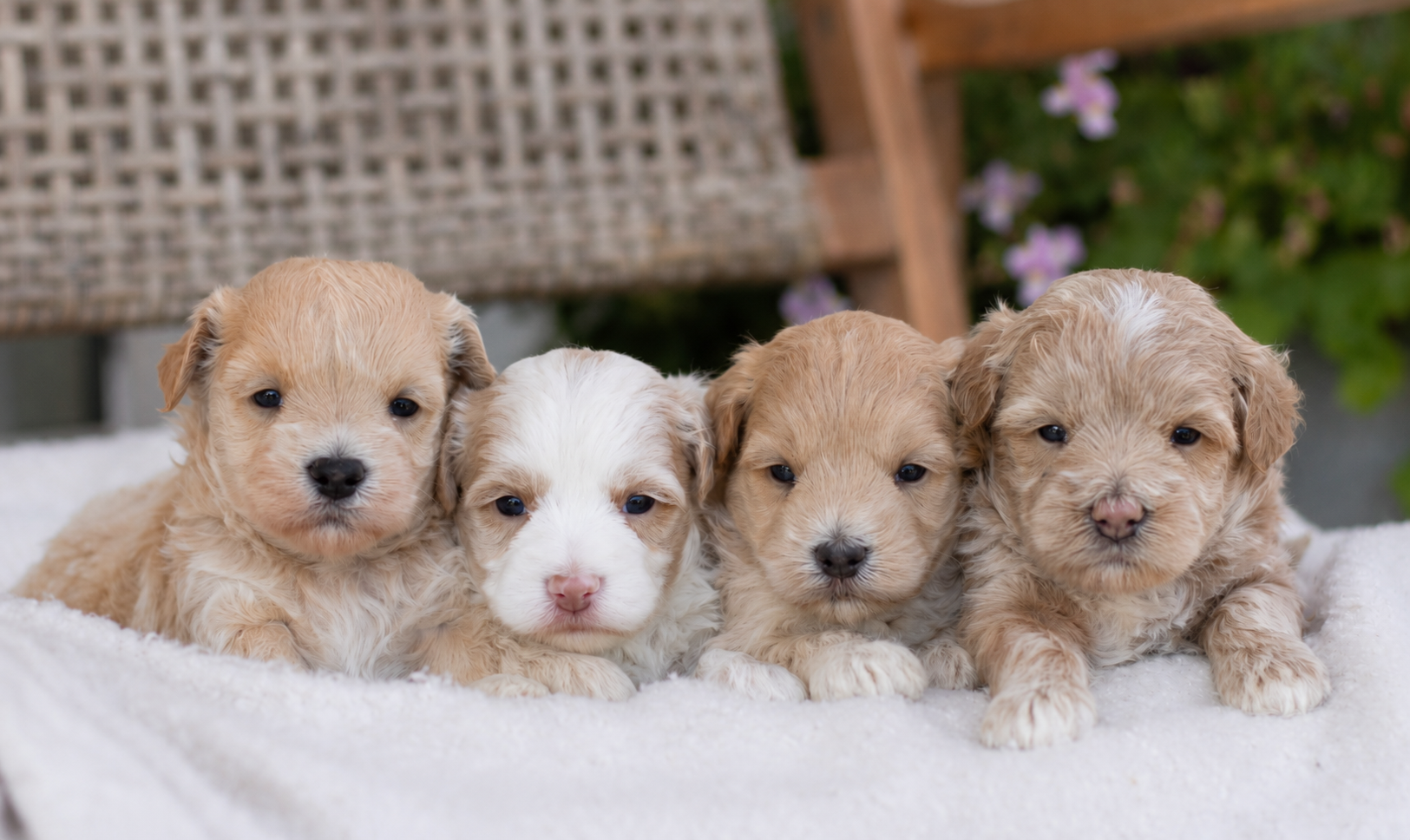 Four light-colored, fluffy puppies sleeping side-by-side on a soft, white textured surface.