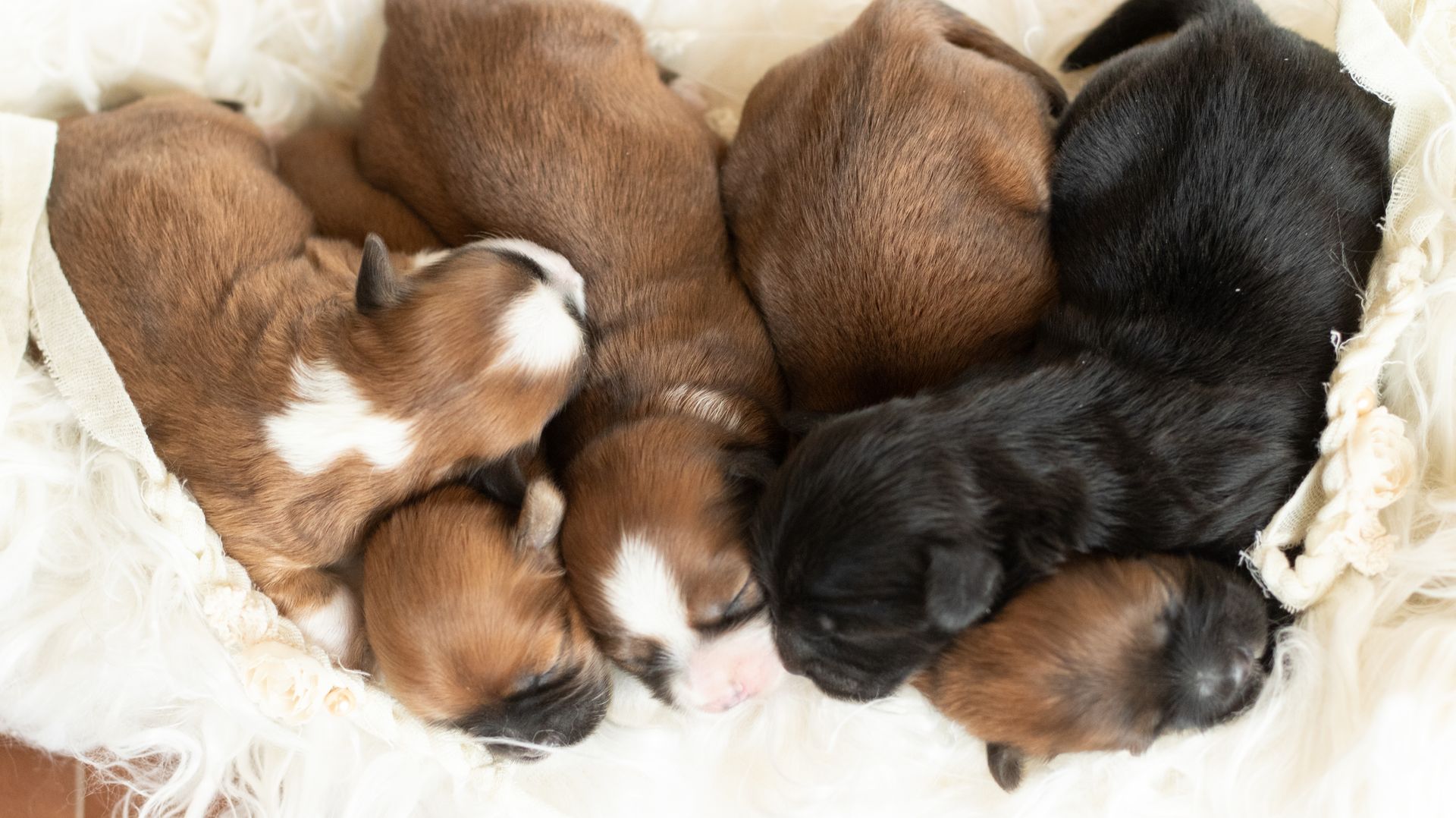 A group of six newborn puppies with brown, white, and black fur sleeping piled together on a soft white blanket.