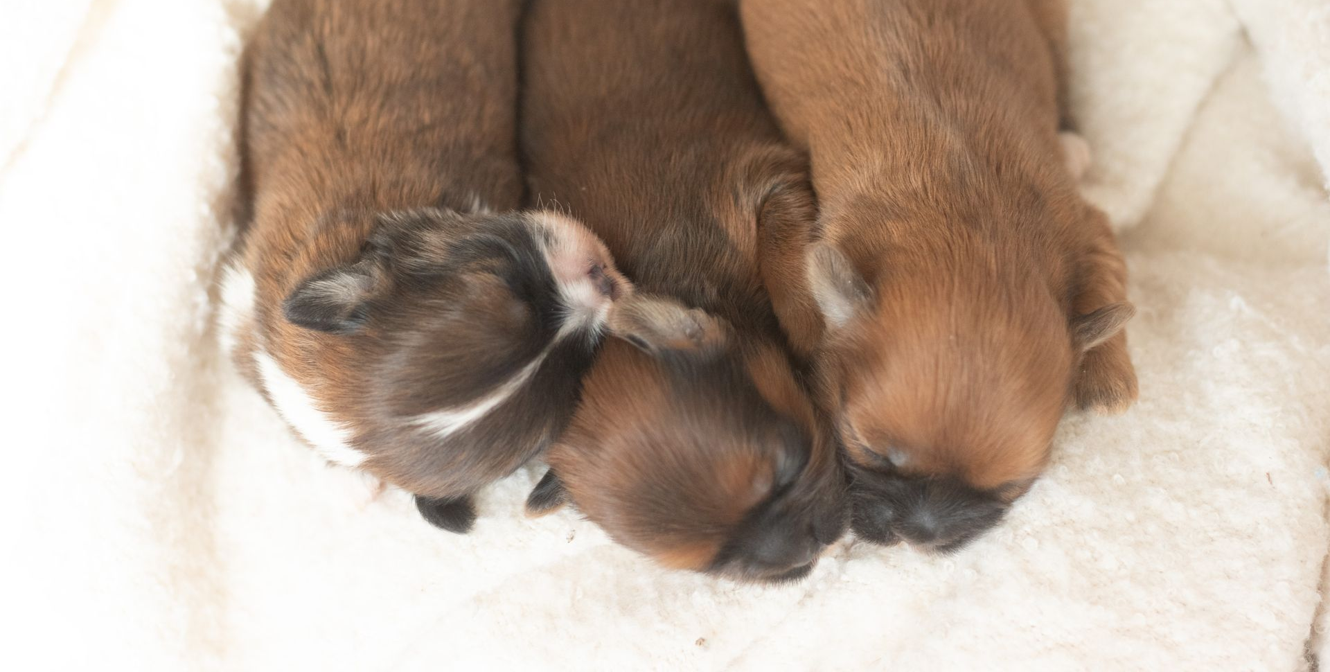 Three small, brown puppies curled up together and sleeping on a soft, white blanket.