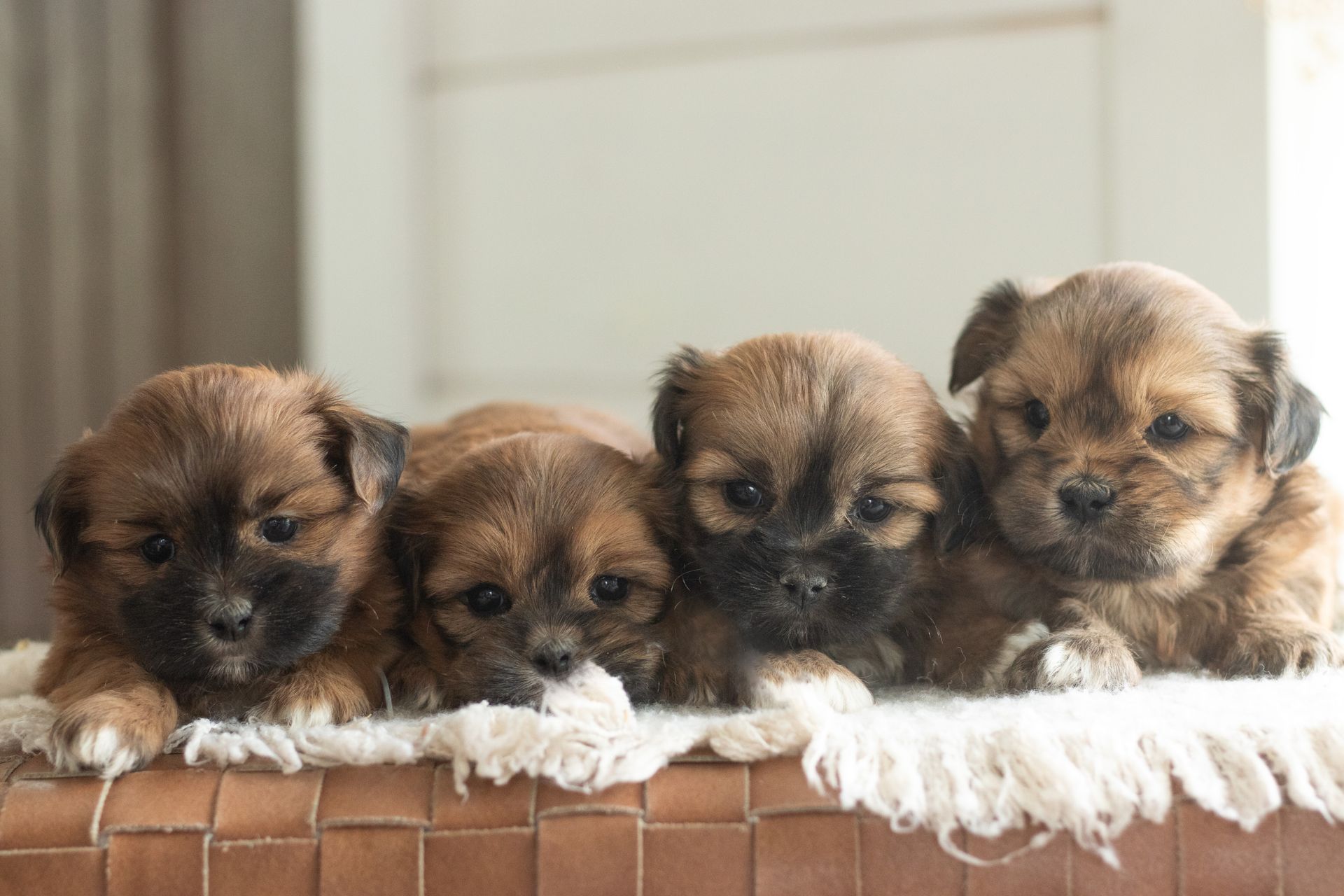 A group of six newborn puppies with brown, white, and black fur sleeping piled together on a soft white blanket.