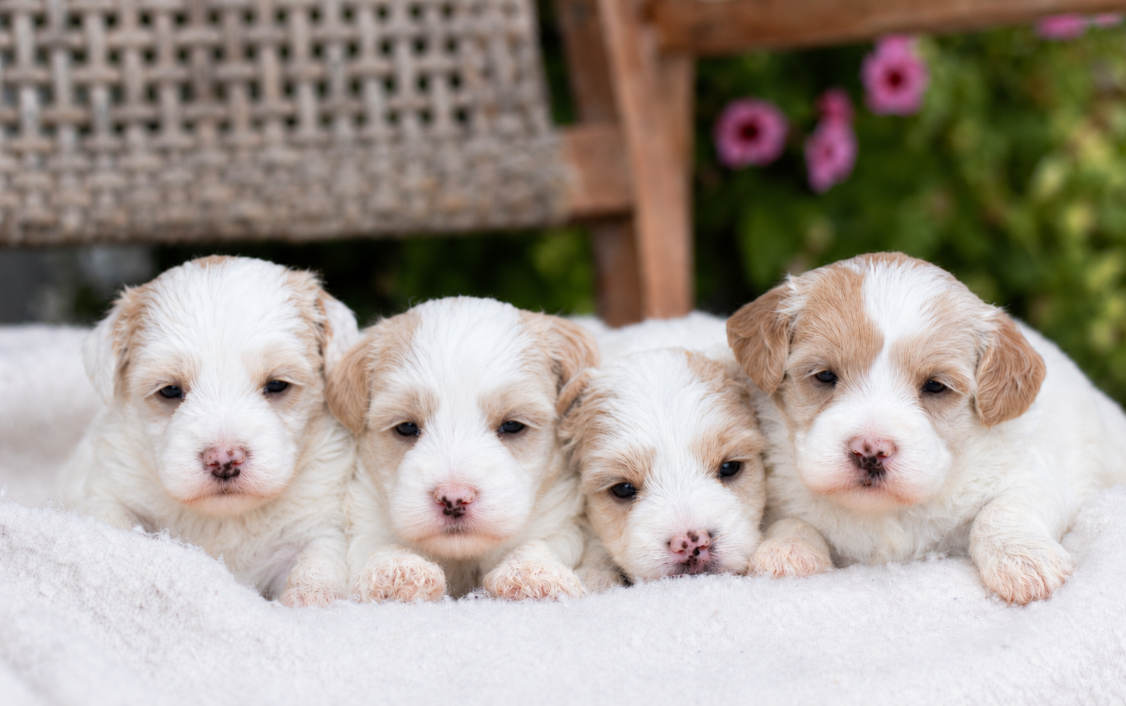 Four light-colored, fluffy puppies sleeping side-by-side on a soft, white textured surface.