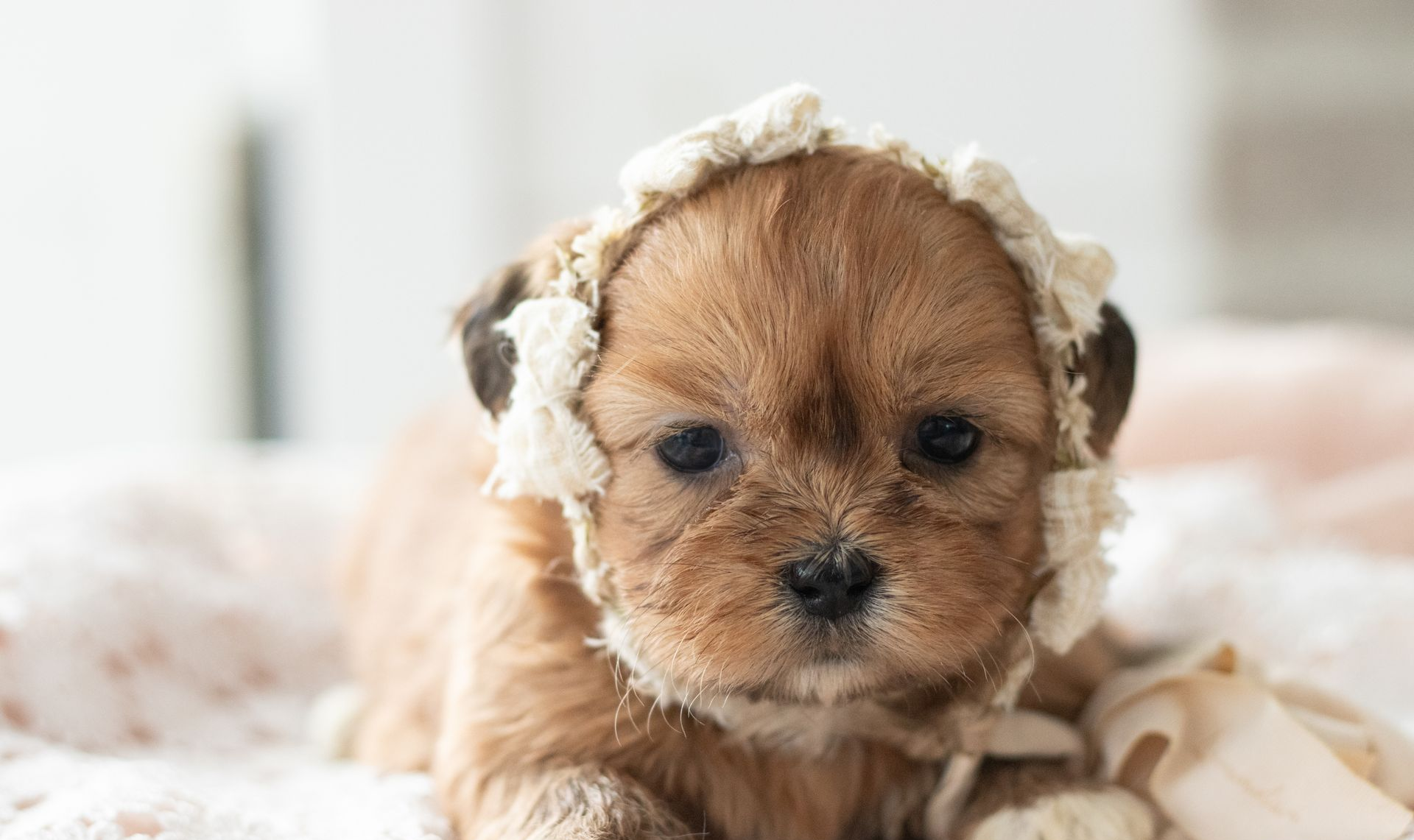 A brown, fluffy puppy with a sweet expression, wearing a cream-colored crocheted bonnet while resting on a soft blanket.