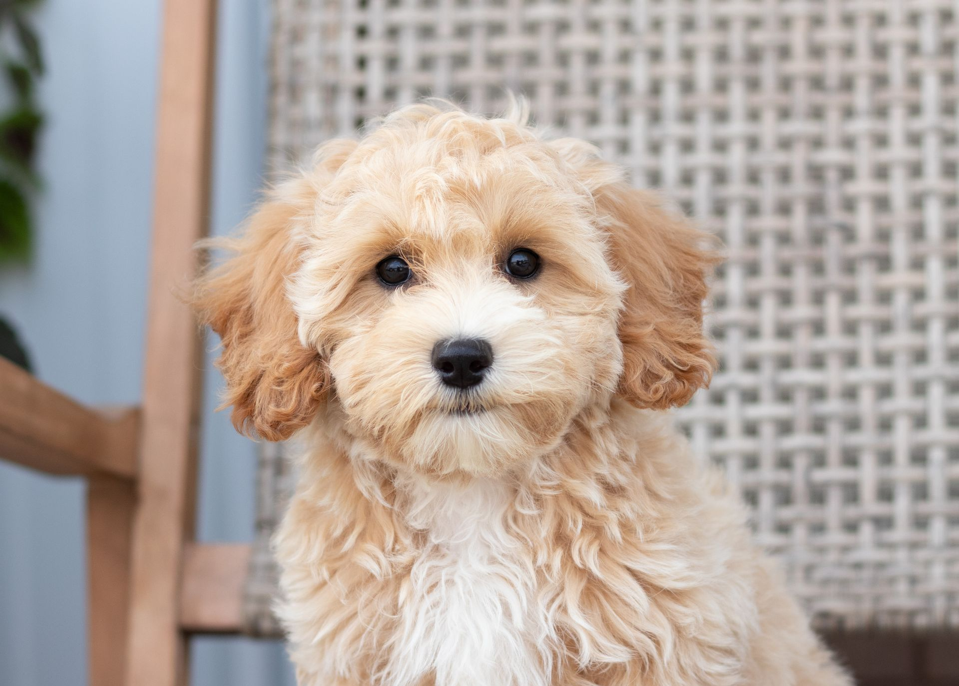A fluffy, tan and white Cavapoo puppy sits on a chair, looking directly at the camera with dark, expressive eyes.