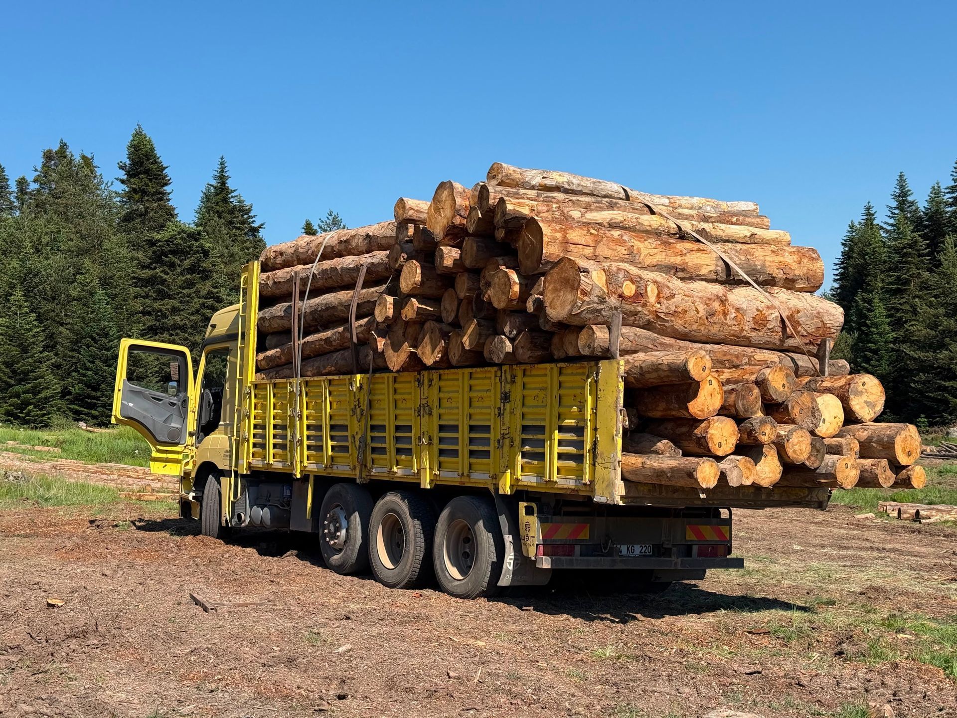 Yellow logging truck loaded with cut timber on a dirt road beside pine trees under a blue sky