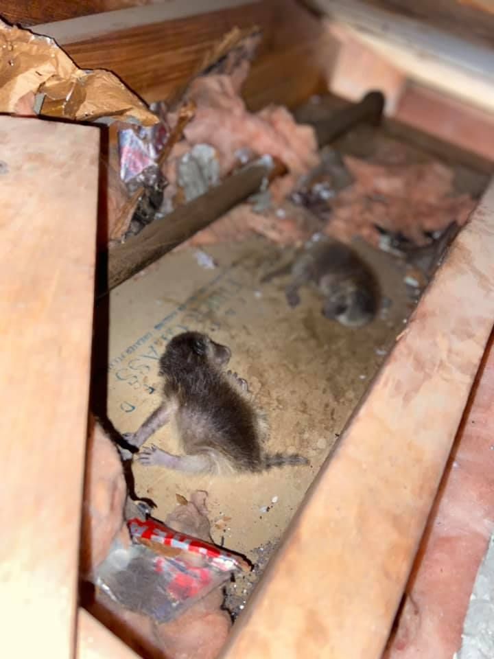 Two small, gray kittens lie in an attic, near insulation and cardboard.