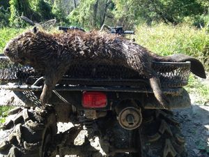Beaver lying on the back of a muddy ATV in a wooded area.
