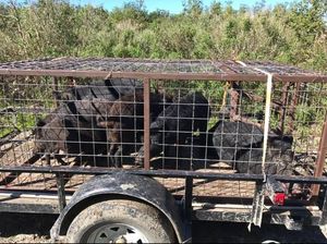 Black wild hogs confined in a metal cage on a trailer, outdoors.