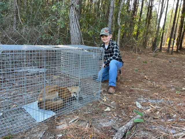 Boy kneels by a cage holding a fox in a forest setting. The boy smiles; the fox rests inside.