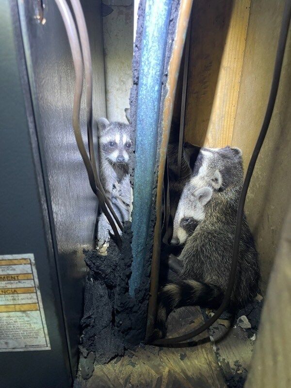 Two raccoons in a dark air duct next to charred wires. One looks up, the other faces forward.