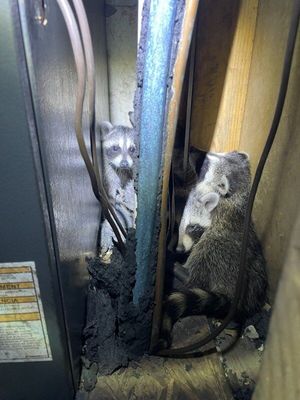 Two raccoons inside electrical equipment, surrounded by scorched wires and debris.