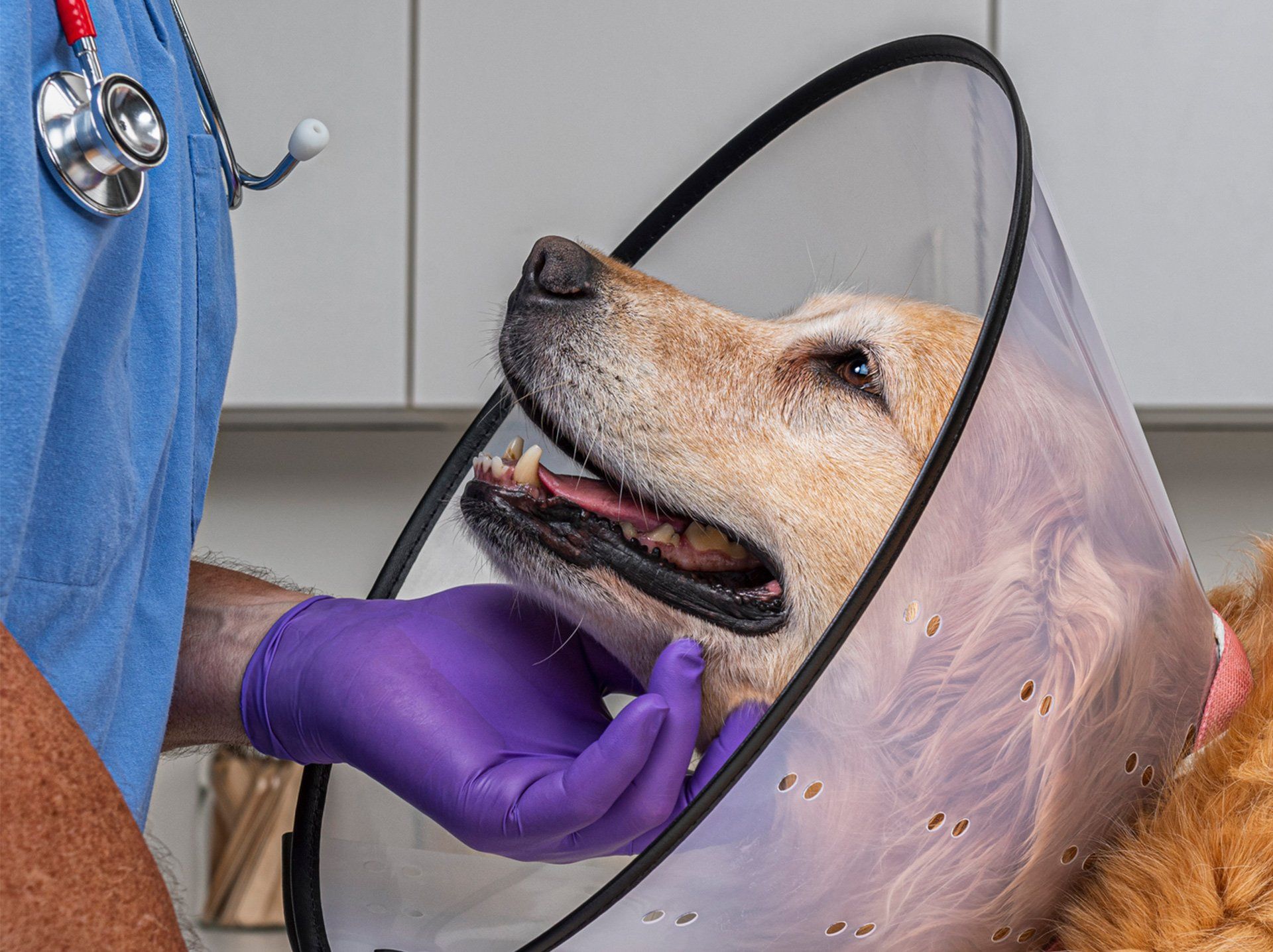 Dog Wearing an E-Collar — Semmes, AL — Animal Care of Mobile County