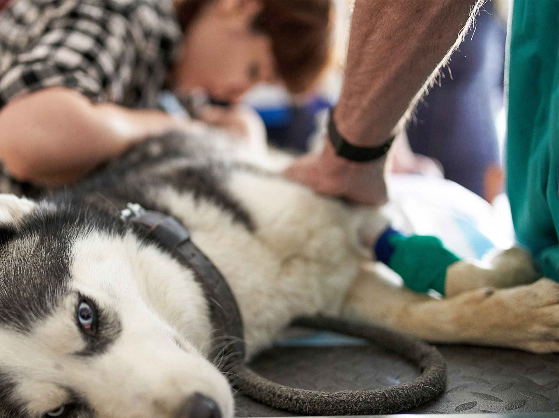 Dog at Ultrasound Diagnostic — Semmes, AL — Animal Care of Mobile County Dog at Ultrasound Diagnostic — Semmes, AL — Animal Care of Mobile County