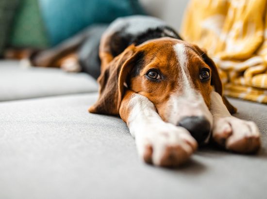 Dog Lying on the Sofa — Semmes, AL — Animal Care of Mobile County Dog Lying on the Sofa — Semmes, AL — Animal Care of Mobile County