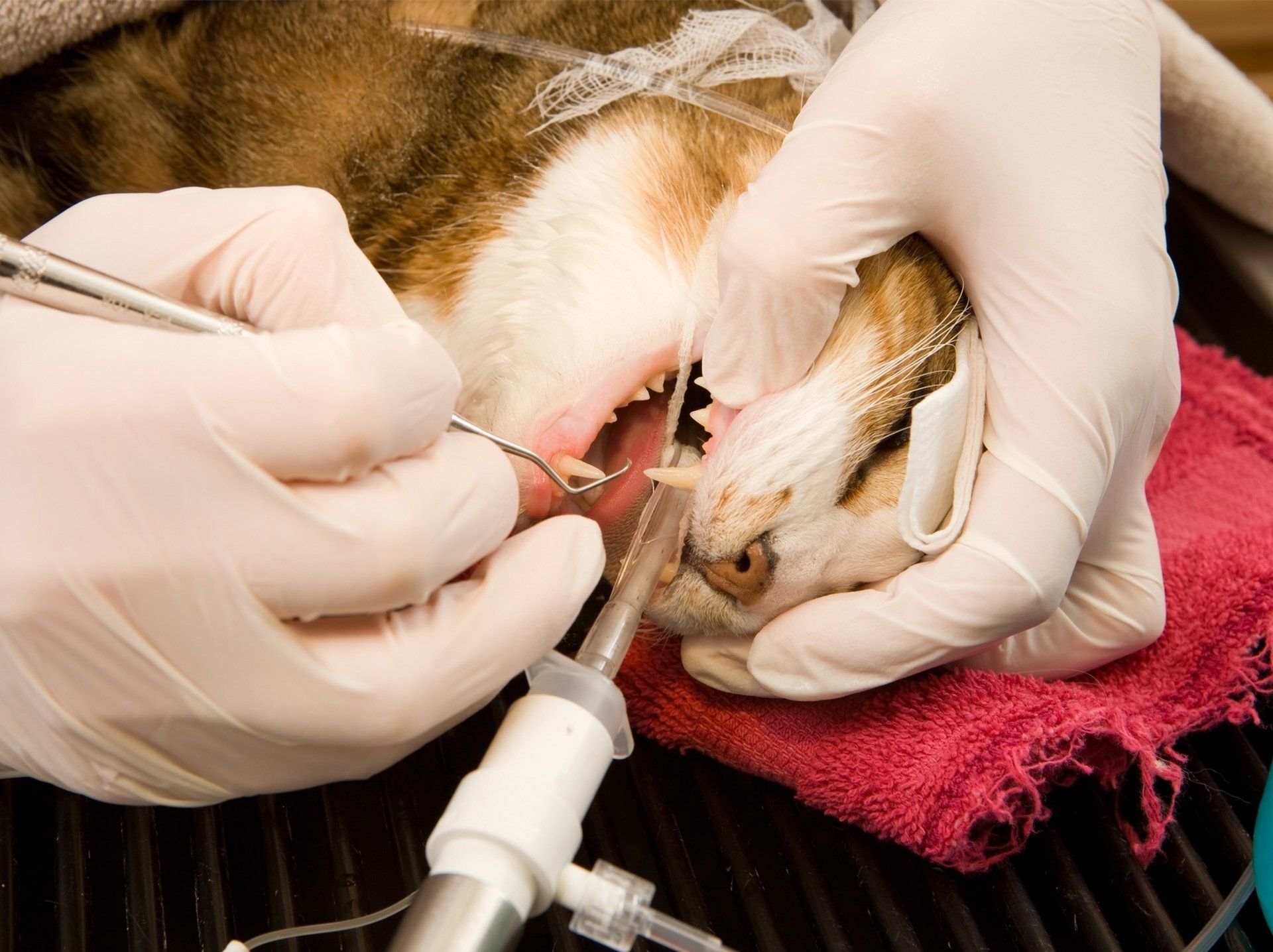 Cat Teeth Cleaning — Semmes, AL — Animal Care of Mobile County Cat Teeth Cleaning — Semmes, AL — Animal Care of Mobile County