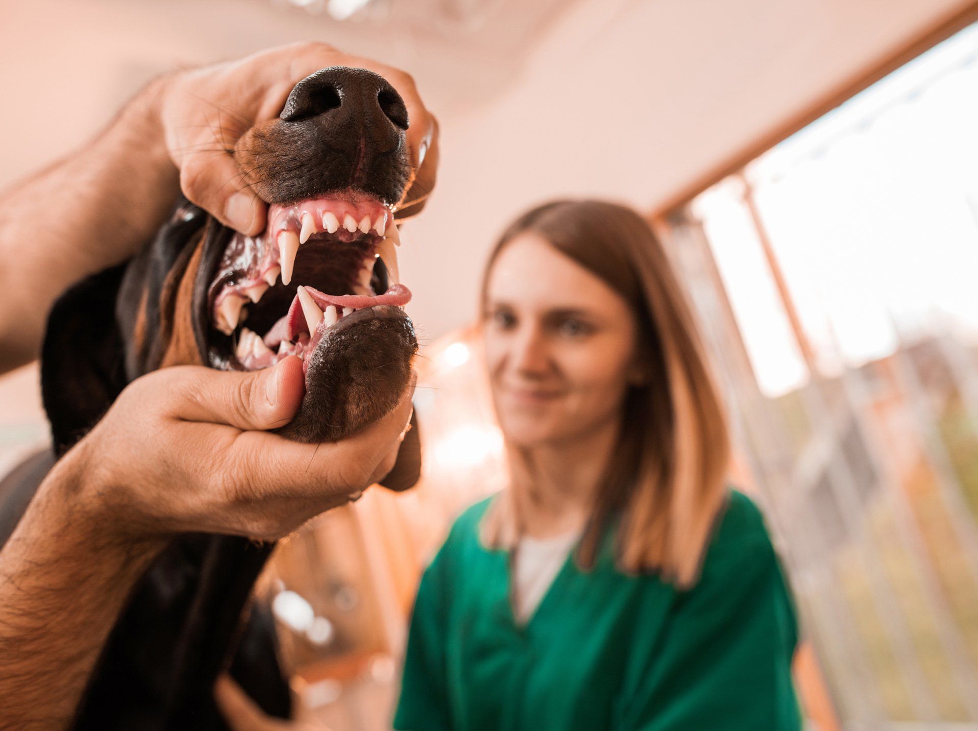 Dog at Dental Examination — Semmes, AL — Animal Care of Mobile County Dog at Dental Examination — Semmes, AL — Animal Care of Mobile County
