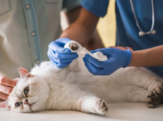 Cat Bandaged by the Veterinarian — Semmes, AL — Animal Care of Mobile County