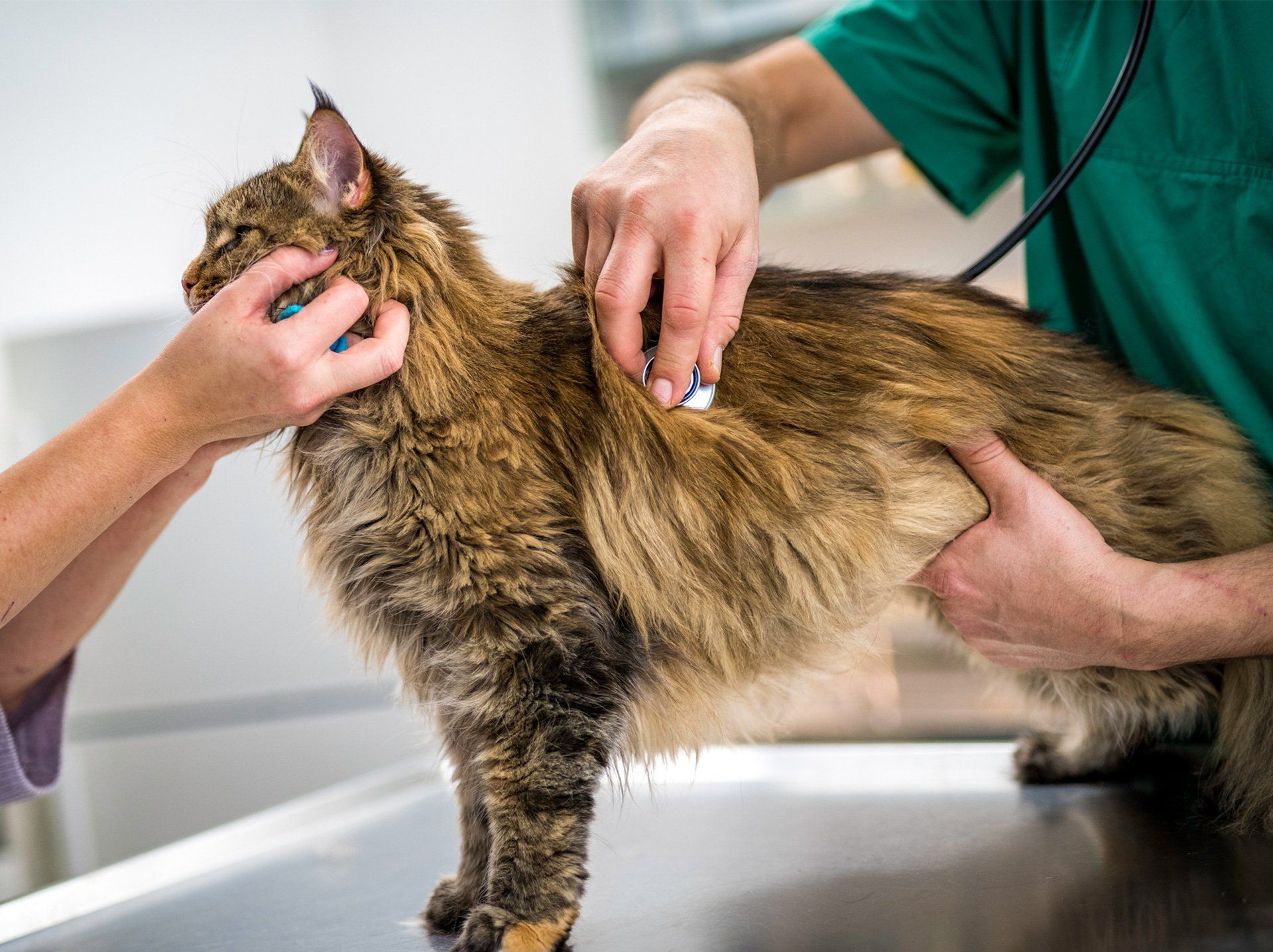 Cat Getting Heartbeat Checked — Semmes, AL — Animal Care of Mobile County Cat Getting Heartbeat Checked — Semmes, AL — Animal Care of Mobile County