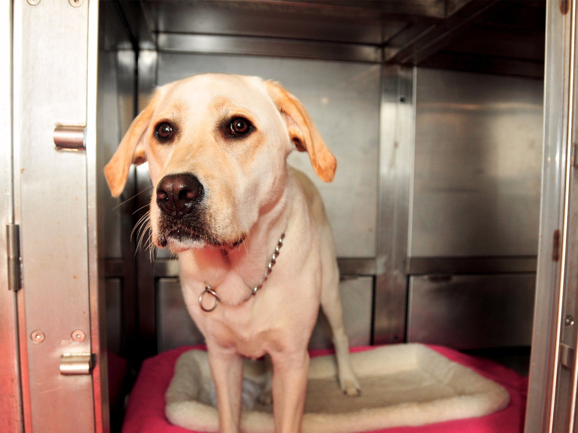 Labrador Retriever Standing in Kennel — Semmes, AL — Animal Care of Mobile County Labrador Retriever Standing in Kennel — Semmes, AL — Animal Care of Mobile County