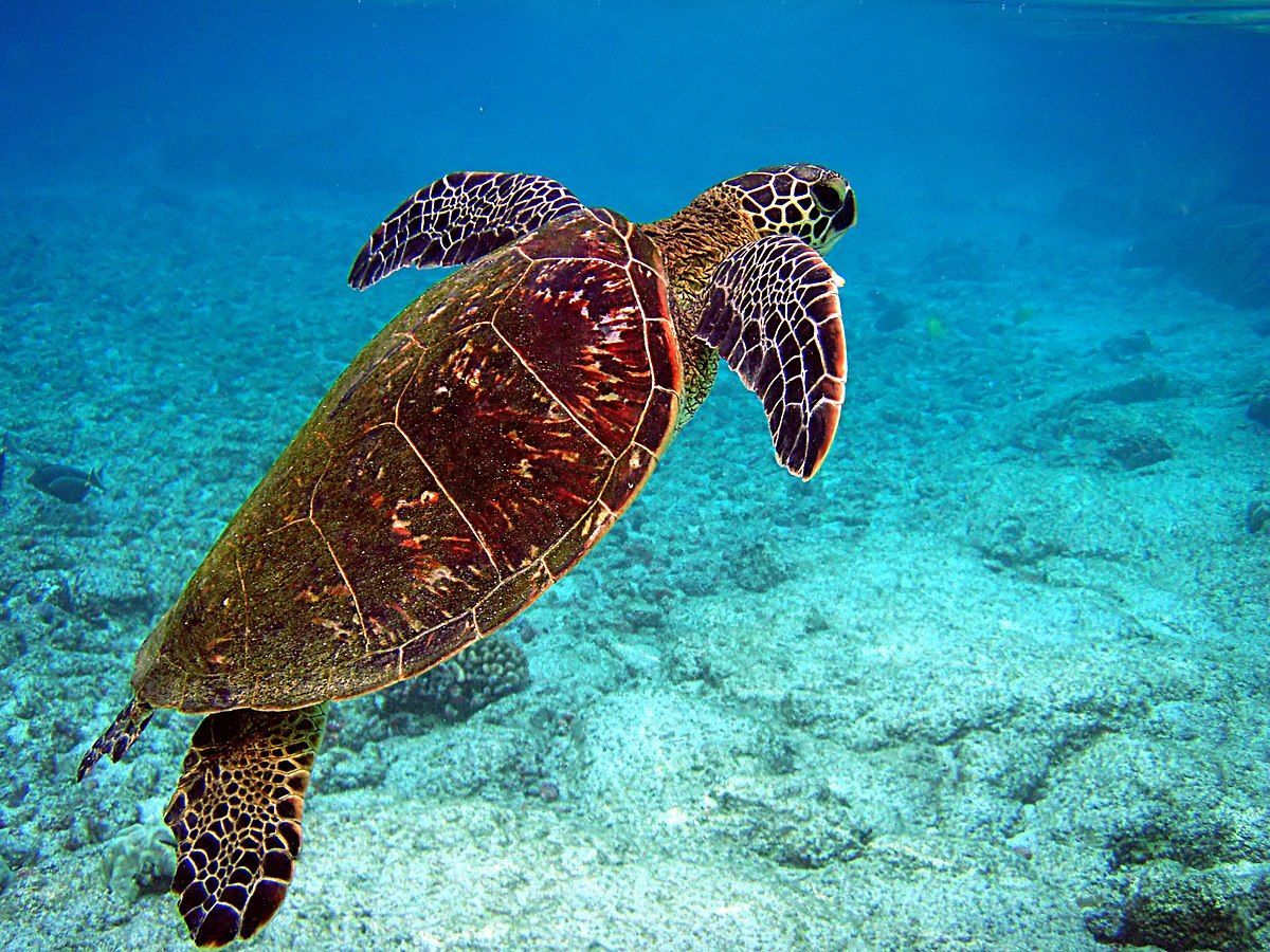 Una tortuga marina está nadando en el océano.