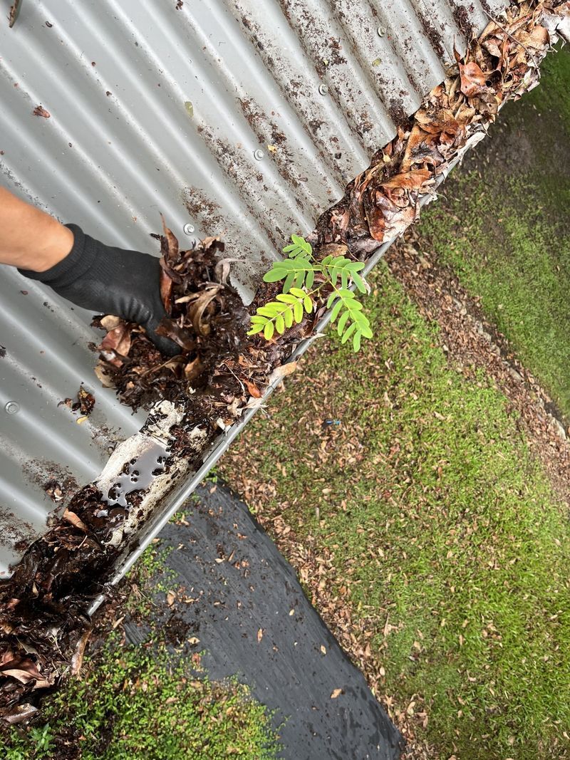 Gloved Hand Clearing Leaves and Debris From a Metal Gutter on a Roof — Jackson's Window Cleaning in Nerang, QLD