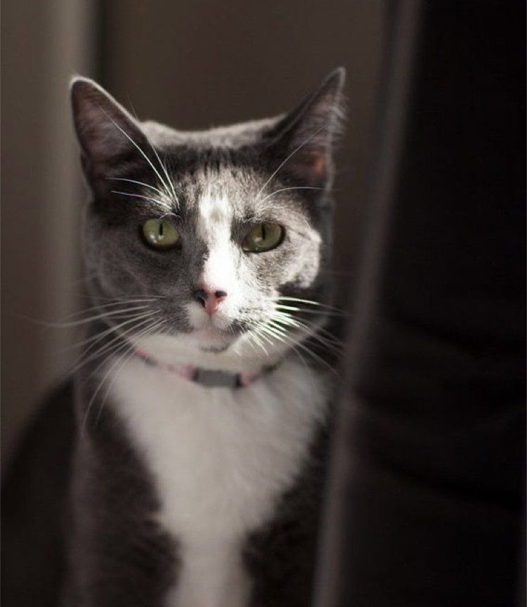 Picture of our gray fur baby cat.