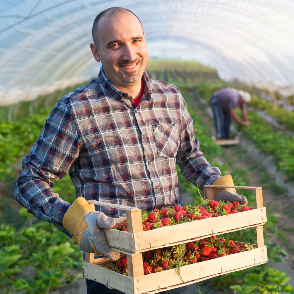 Farmer holding crates of ripe strawberries in a greenhouse, with another worker harvesting behind him.