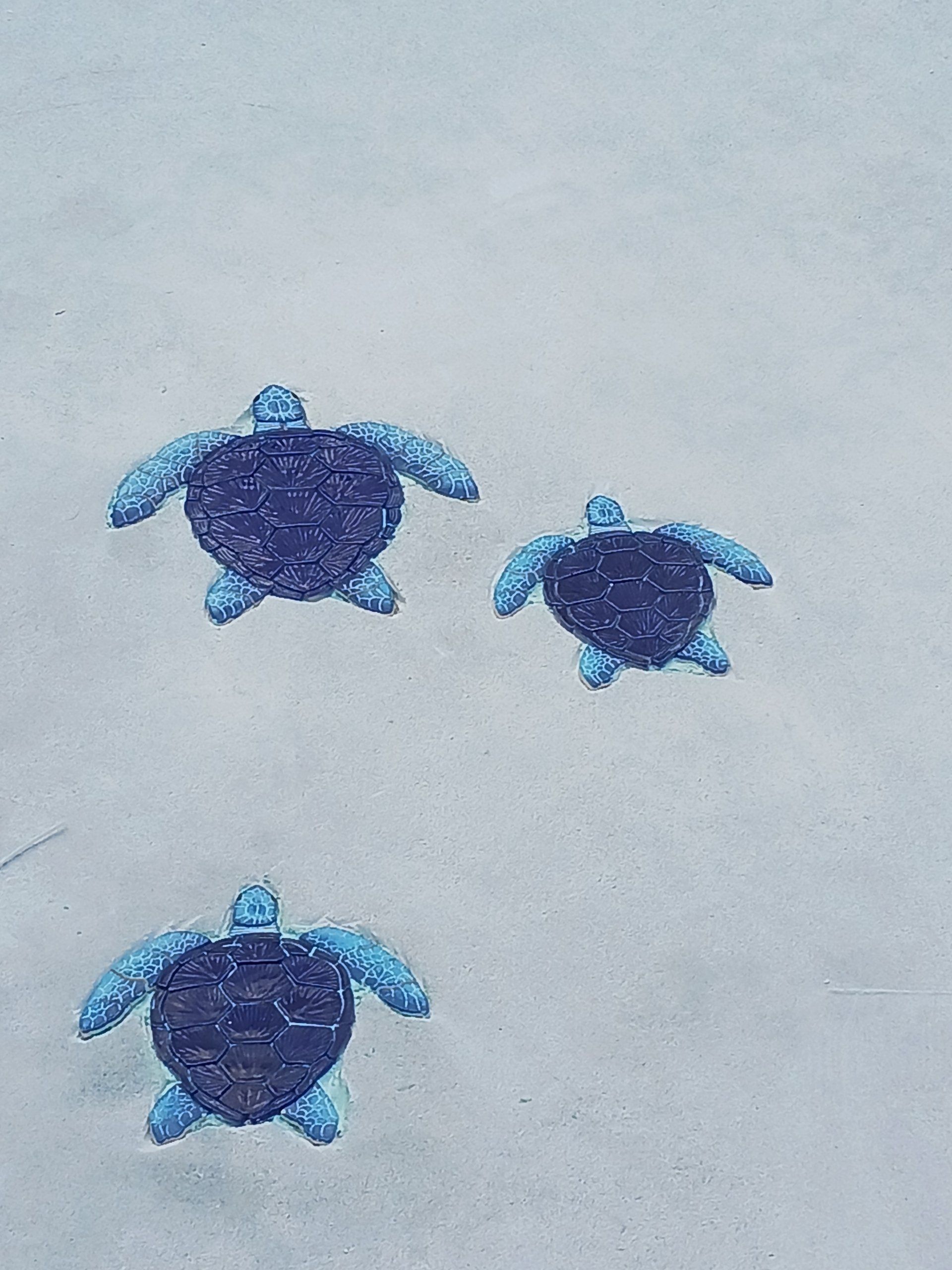 Fresh turtles