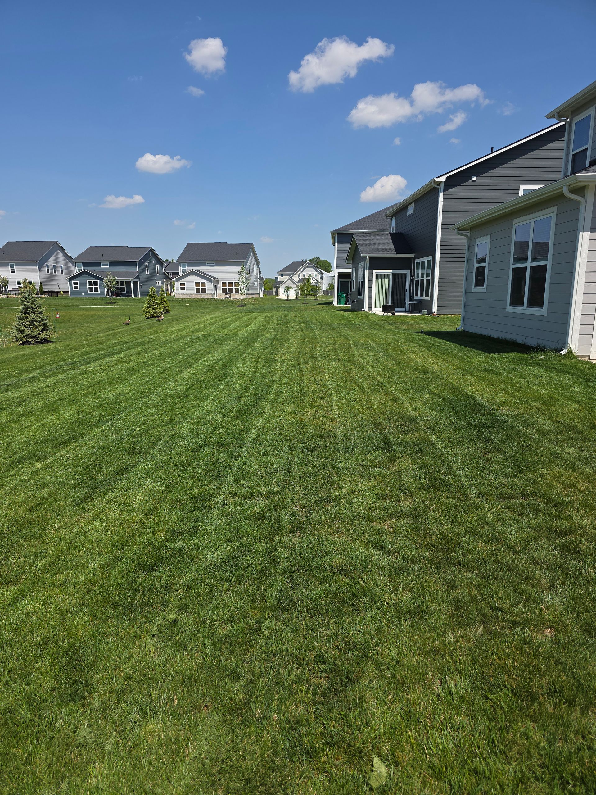 Grassy suburban backyard beside white houses under a bright blue sky with scattered clouds