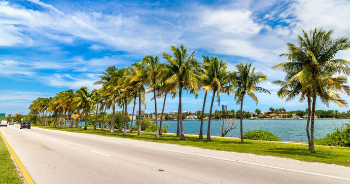 Palm-lined tropical road beside blue water under a bright sky