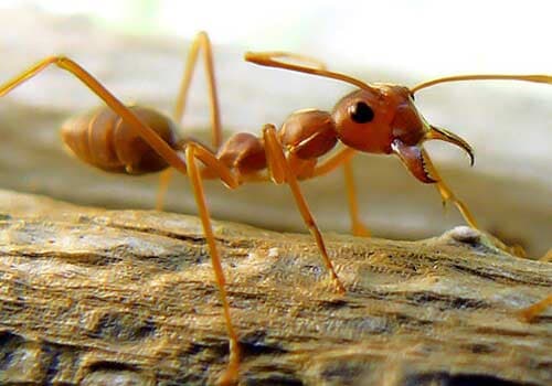 SANICLEAN FUMIGACIONES - Hormigas